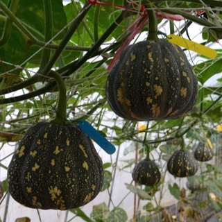 Hạt giống bí béo Goku F1