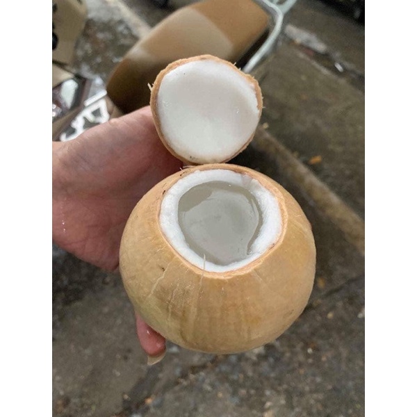 Dừa xiêm Bến Tre dừa trọc 500-700g