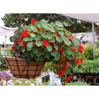 Hạt giống hoa cây sen cạn -  Rau củ quả trồng tại vườn, sân thượng, nông trang, ban công