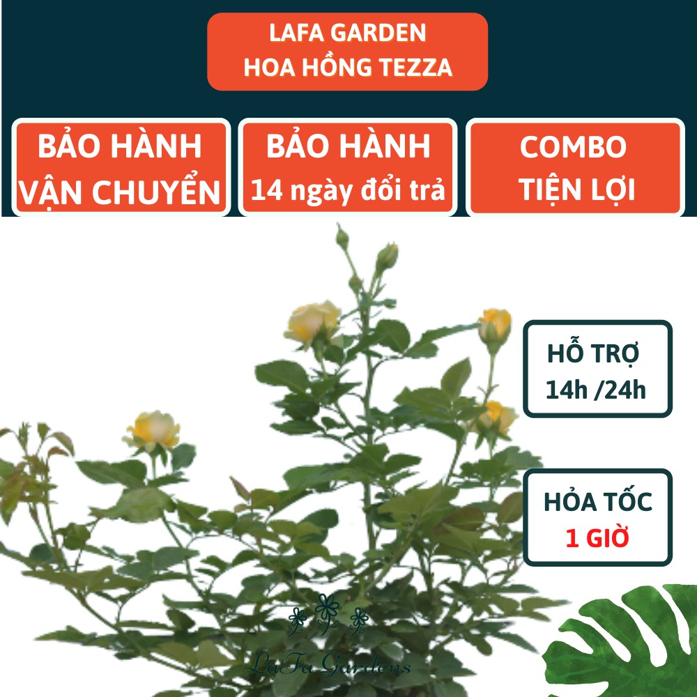 Hoa hồng TEZZA kích thước 40-60cm, màu cam, đỏ, hồng, kèm phân bón hữu cơ eco root chai 100ml, Combo phân bón hoa hồng