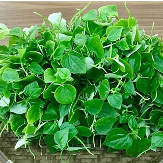 Hạt Giống Rau Càng Cua (gói 0.5g)