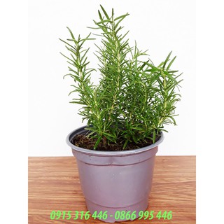 CÂY HƯƠNG THẢO ĐỂ BÀN