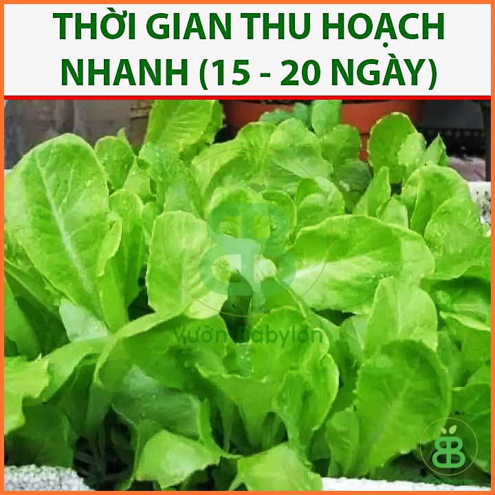 Hạt Giống Xà Lách Ăn Non 10GR Siêu Giòn, Siêu Ngọt