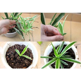 1 cây mầm giống: Lan Chi hoa, Cây Dây Nhện, cỏ Mẫu Tử