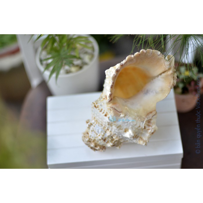 Kèn tù và – ốc tù và gai