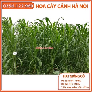 Hại giống cỏ chăn nuôi SUDAN LAI gói 100g