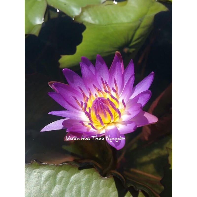 Cây hoa súng Thái Lan màu Tím Huế Đ-05