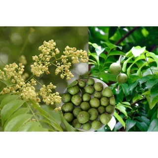 CÂY SẤU TA LẤY QUẢ( CÂY CAO 50-60CM)