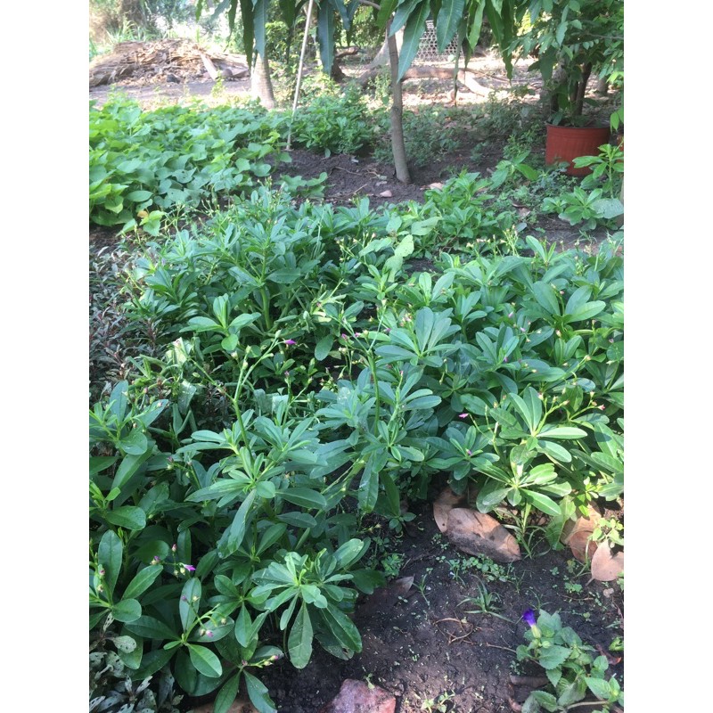 Cây sâm đất bầu đất không chậu