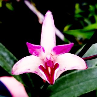 Dendro Úc cây trưởng thành rất nhiều thân.
