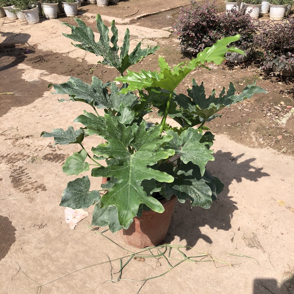 Cây nội thất - trầu bà thanh xuân Cao 60cm bụi to đẹp trang trí nội thất phòng khách