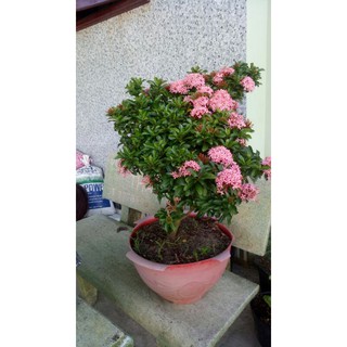 Chậu trang hồng phấn