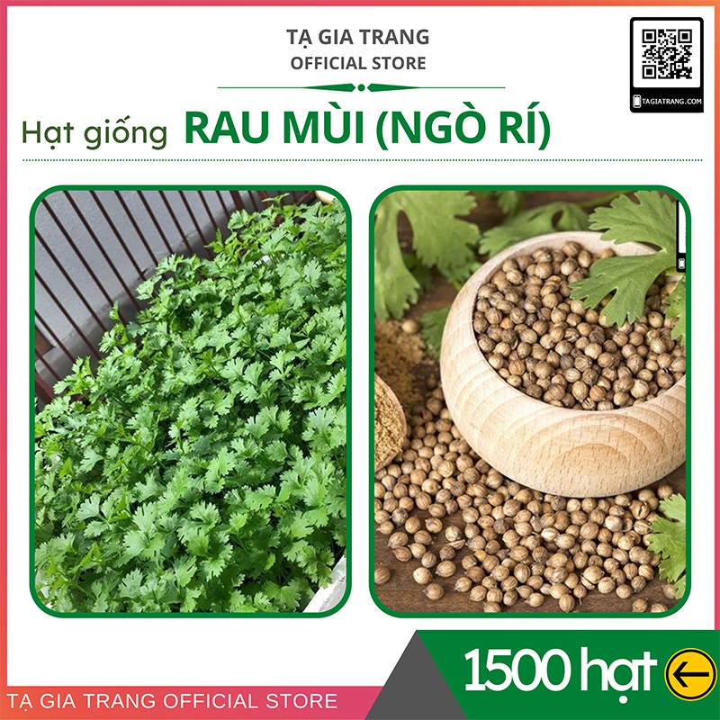 [Top Bán Chạy] - Gói 1500 hạt giống rau mùi ta (rau ngò rí - mùi tía) - Dự án Tập làm vườn cùng Tạ Gia Trang