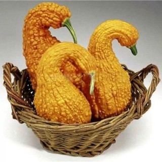 Hạt giống Bí thiên nga