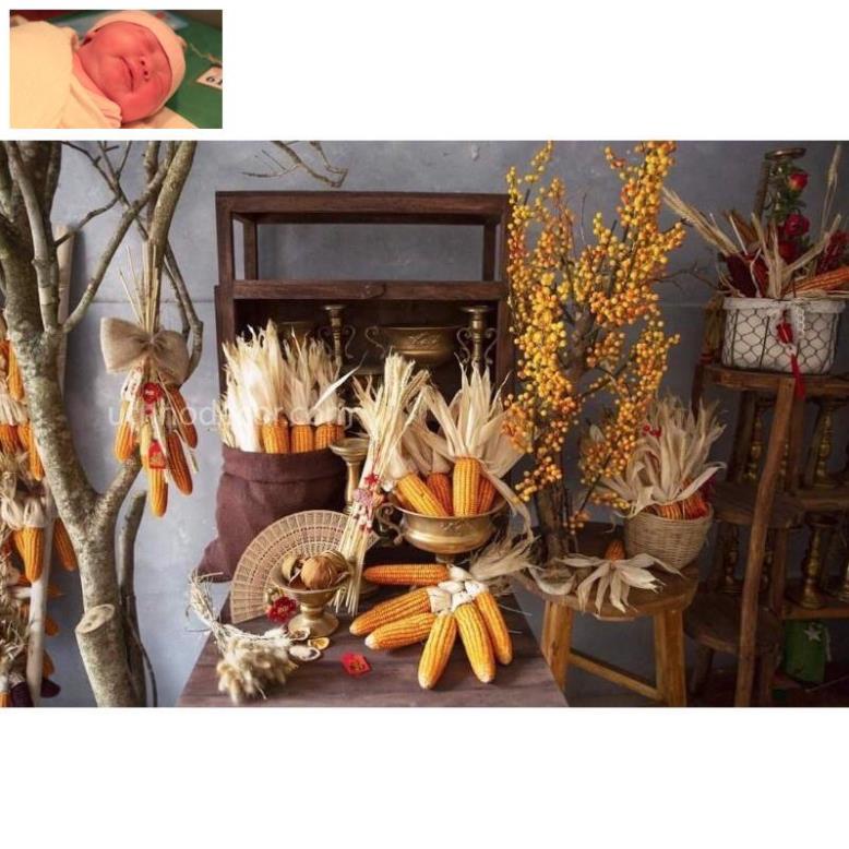 Trái bắp khô,ngô khô trang trí , decor Tết siêu đẹp