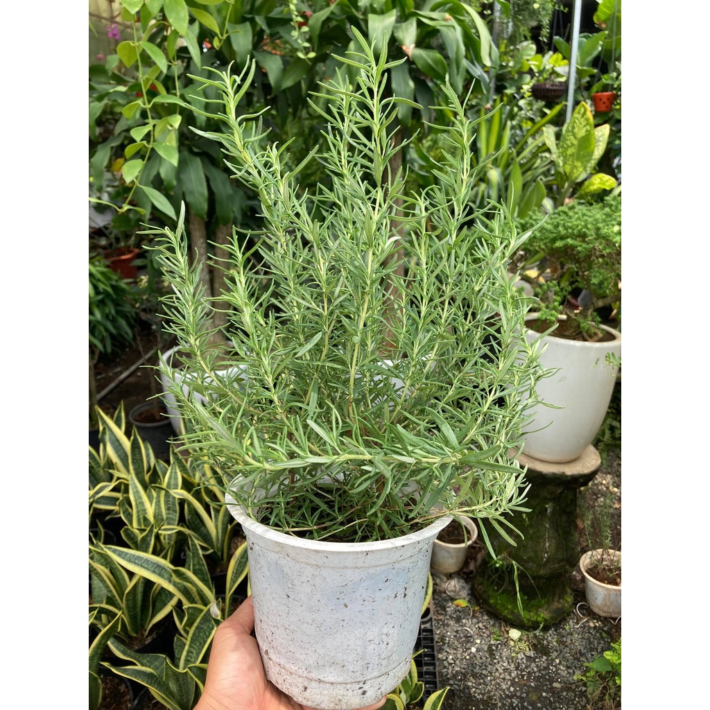 Cây HƯƠNG THẢO, có hương thơm, làm gia vị, có tác dụng đuỗi muỗi