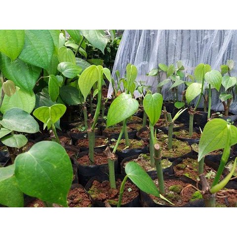 Cây giống Tiêu Trâu.