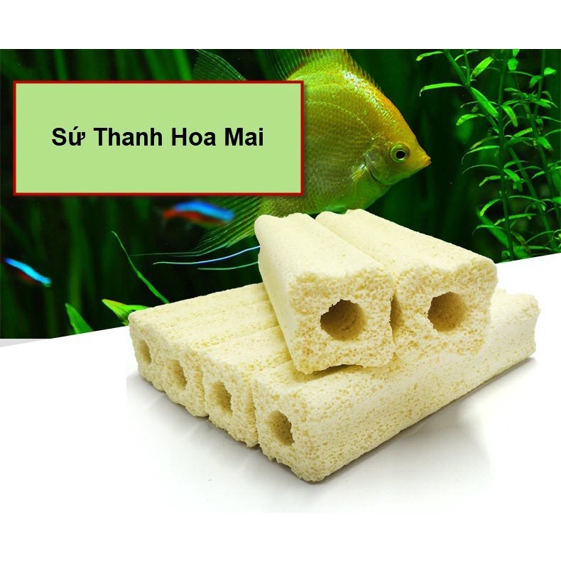 Sứ Thanh Hoa Mai lọc nước - Vật Liệu Lọc Bể Cá