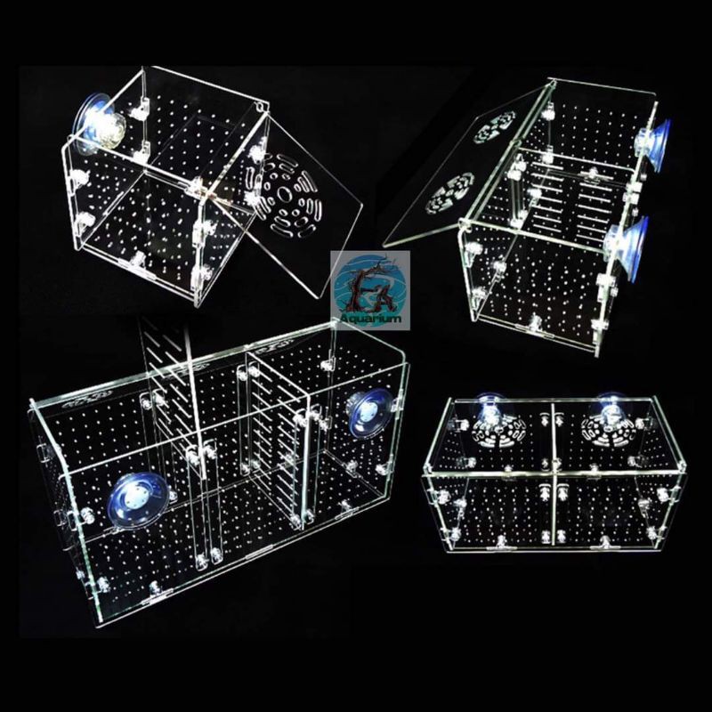 LỒNG, Hộp, Box CÁ TÉP MICA TRONG SUỐT