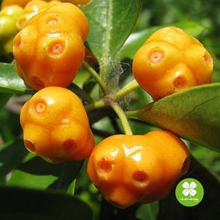 Cây mặt quỷ (gói 1kg khô) - TD039