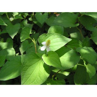 1Kg Bột rau diếp cá nguyên chất