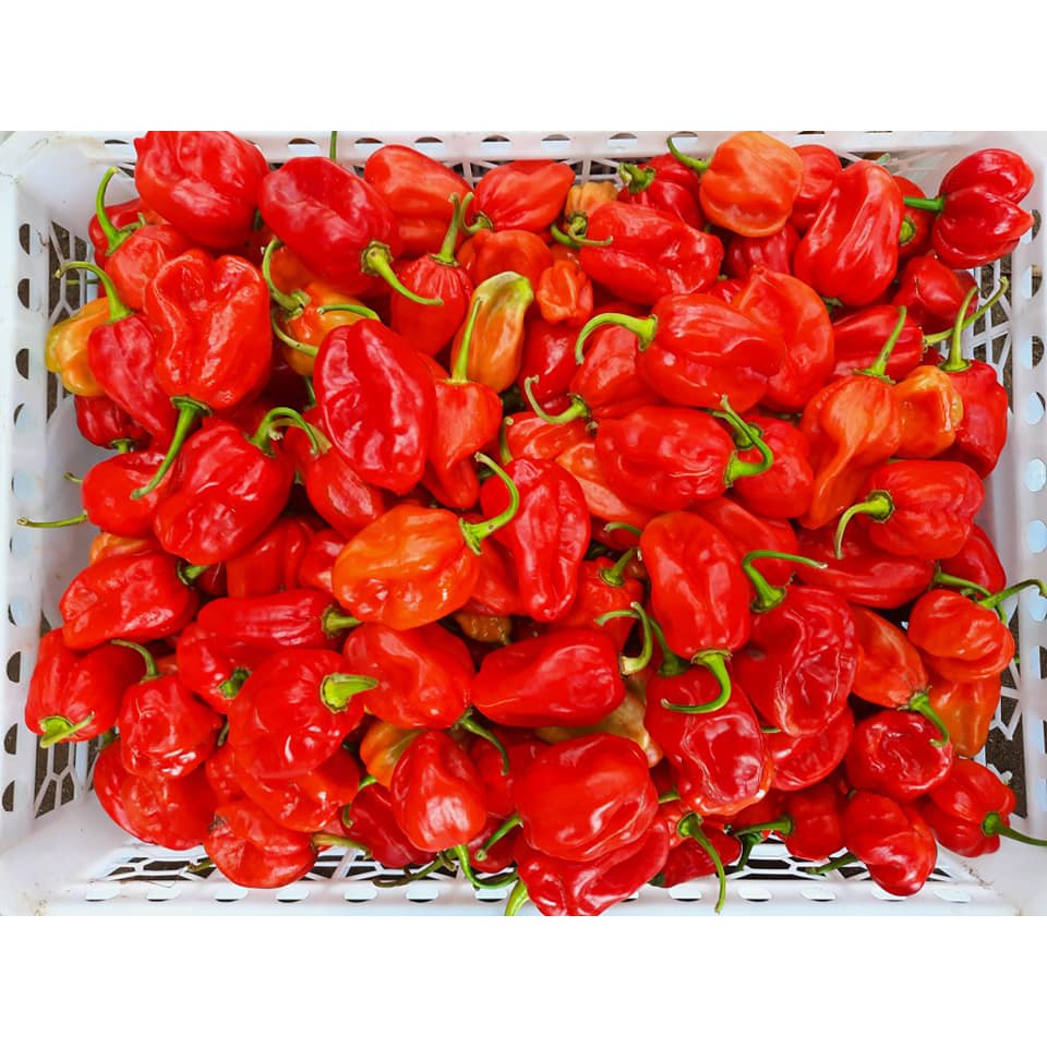 Hạt ớt giống Habanero Red