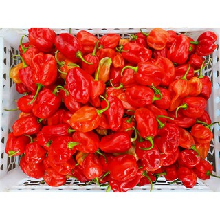 Hạt ớt giống Habanero Red