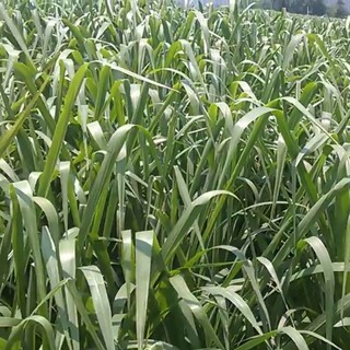 Cỏ sả lá lớn Ghine gói 100gr