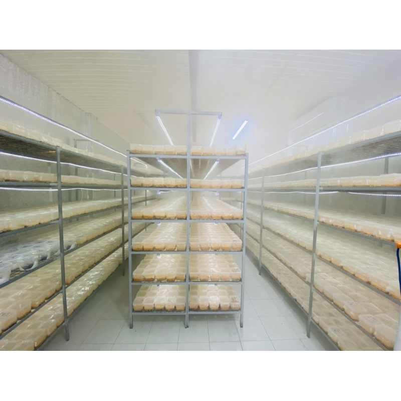 Đông Trùng Hạ Thảo Tươi, Sinh Khối Tươi 200g Hàng Đẹp