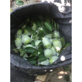 Ổi Thanh Hà - Hải Dương