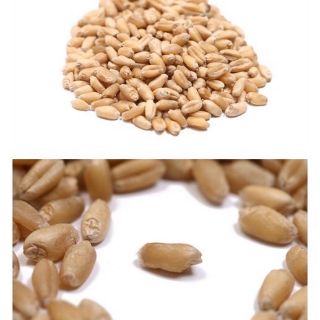 hạt giống cỏ mèo