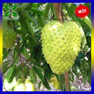Cây mãng cầu xiêm thái ghép lớn cao 70-80cm