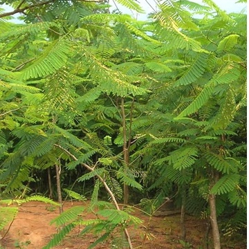 Hạt Giống Cây Keo Dậu - Hạt Giống táo nhơn - 10gram - ( CHHG)