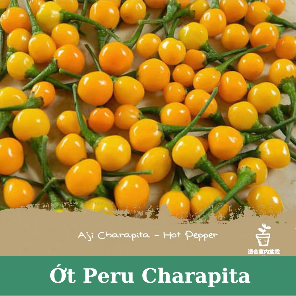 Hạt giống ớt Peru Charapita đắt nhất thế giới