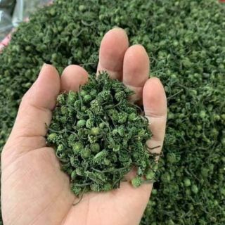 1000 gam nụ hoa tam thất cây cổ thụ