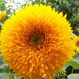 Hoa Hướng Dương Kép Lùn Euro Cup TN 458