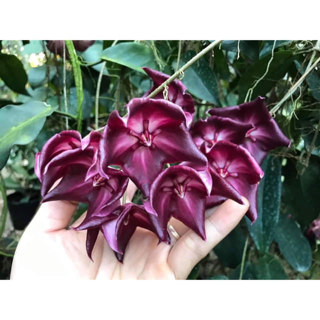 CẨM CÙ CHÉN ĐỎ