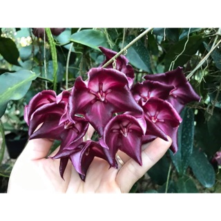 Cẩm cù chén đỏ