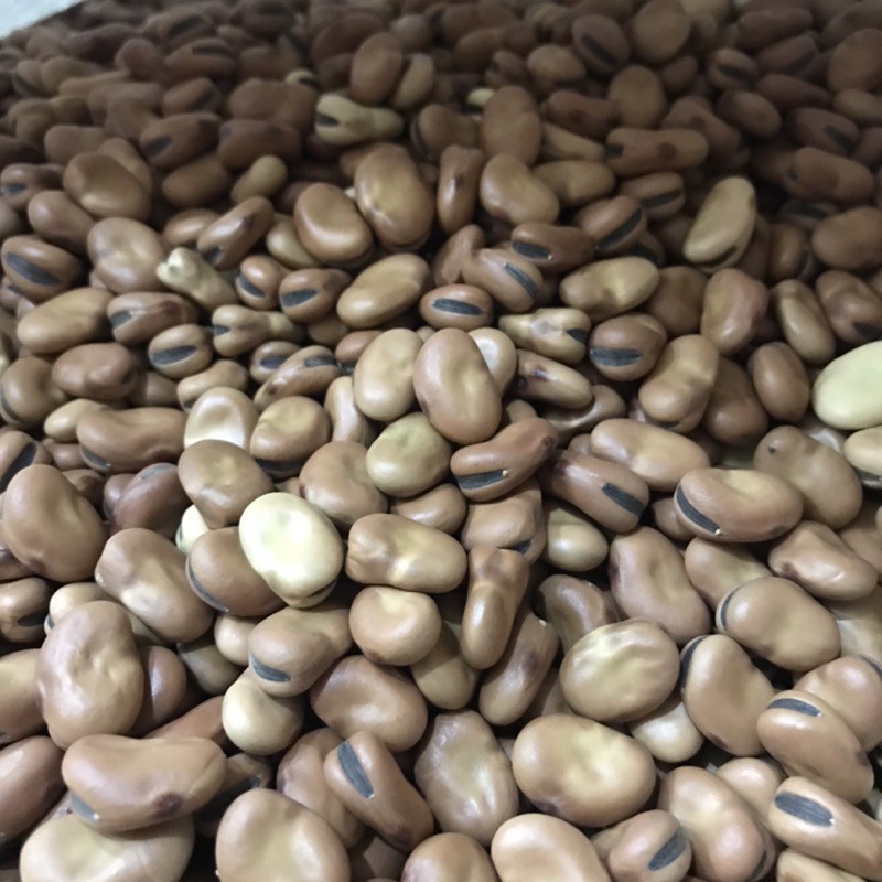 Hạt đậu tằm Úc 1kg