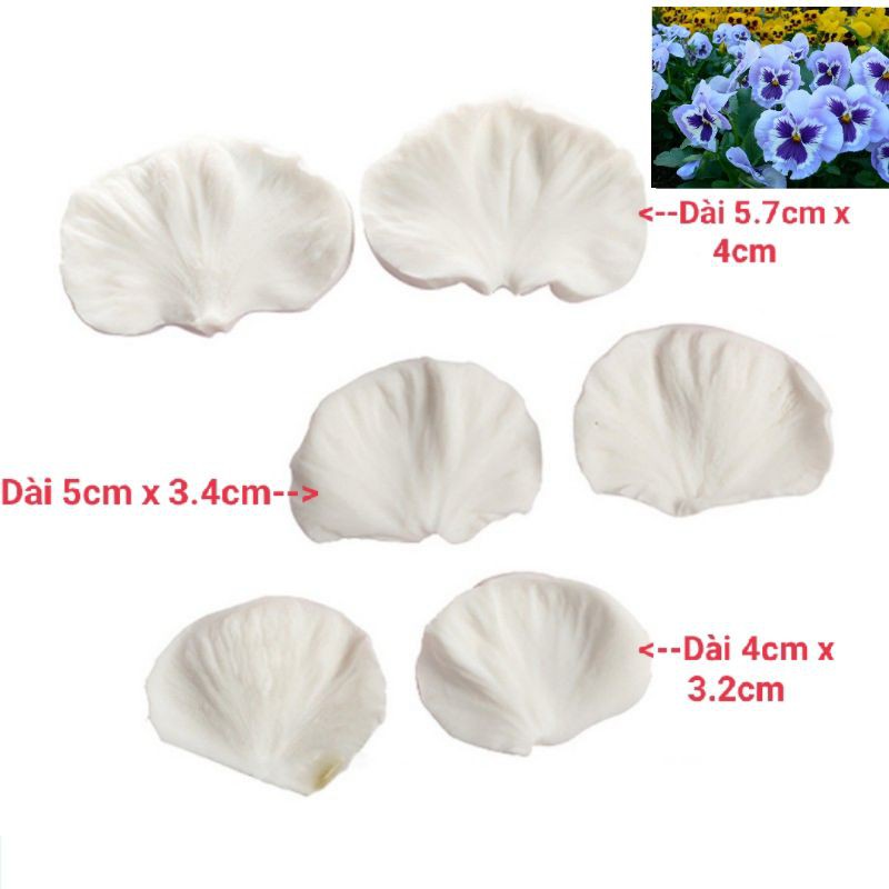 Sét gân silicon hoa pansy