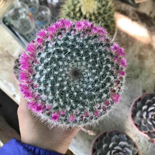 Xương rồng tròn