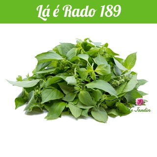 Hạt giống lá é gói 5gr - rất dễ trồng