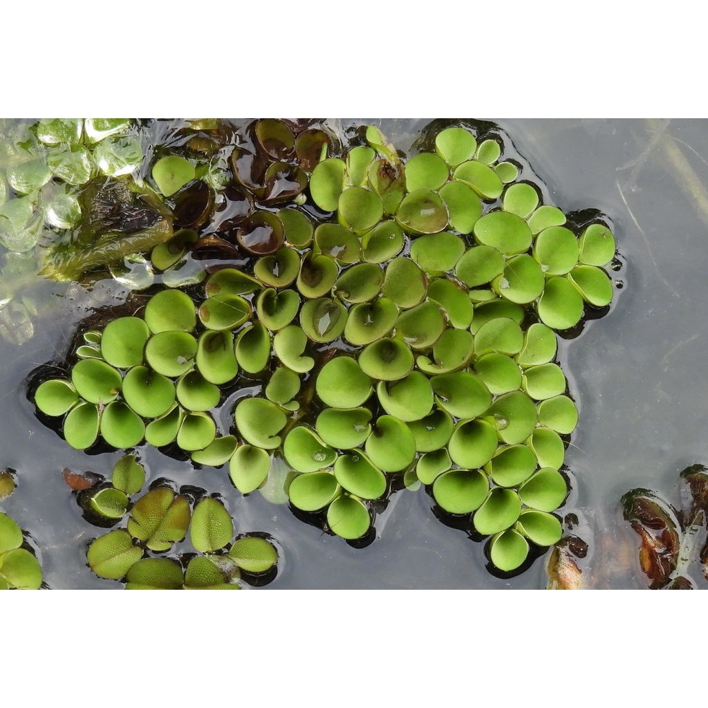 Bèo tai chuột - Salvinia cucullata