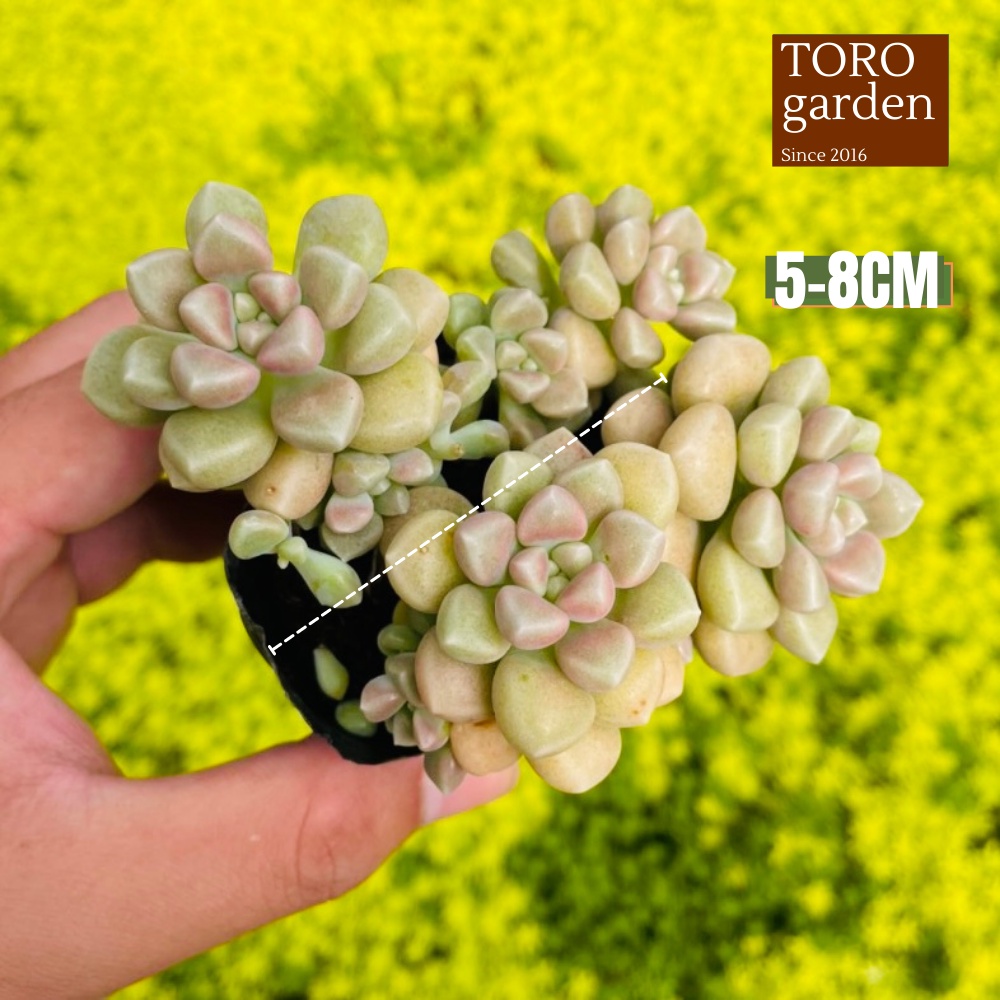 Sen đá kim tuyến Đà Lạt size bé cây cảnh trang trí nhà cửa Toro garden