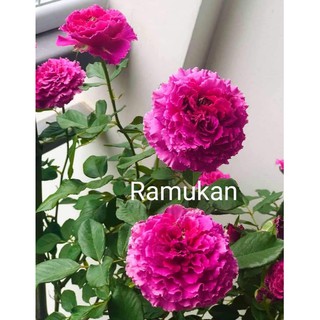 Cành Chiết Hoa Hồng Ngoại Ramukan (Giống Hoa Hồng).