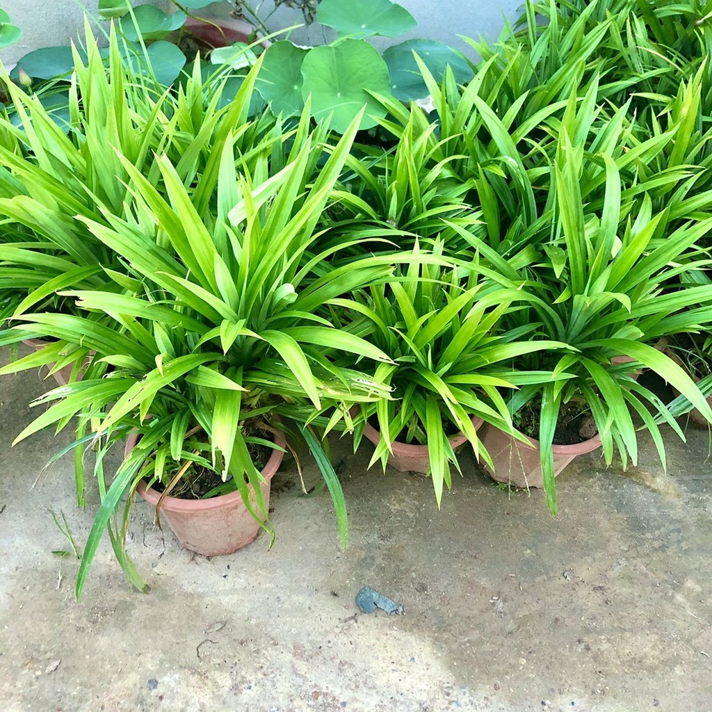 Cây lá nếp size trung - THẾ GIỚI HOA CÂY CẢNH - .