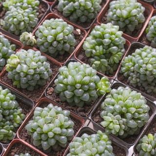 Sen đá kim cương cooperi 3-4cm