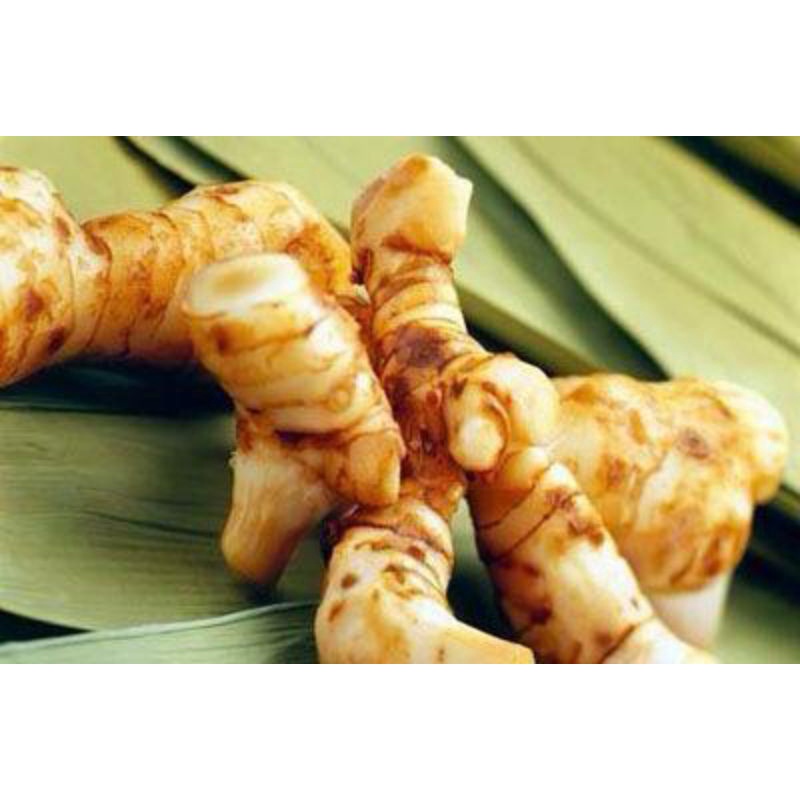 1Kg CỦ RIỀNG TƯƠI: RIỀNG XAY - RIỀNG TƯƠI