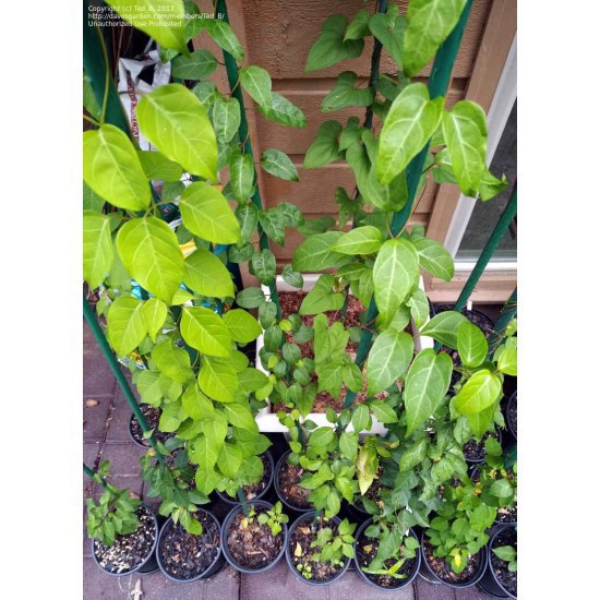 10H - HẠT GIỐNG LÁ GIANG luckyseed hạt siêu rẻ