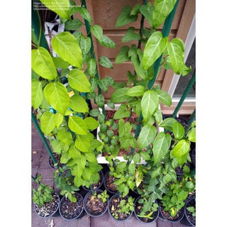 10H - HẠT GIỐNG LÁ GIANG luckyseed hạt siêu rẻ